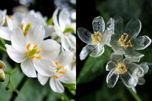 最高濡れる と 透明 に なる 花 すべての美しい花の画像