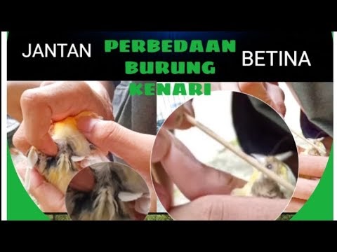 Vidio Suara Cici Padi Betina : Vidio Suara Cici Padi ...