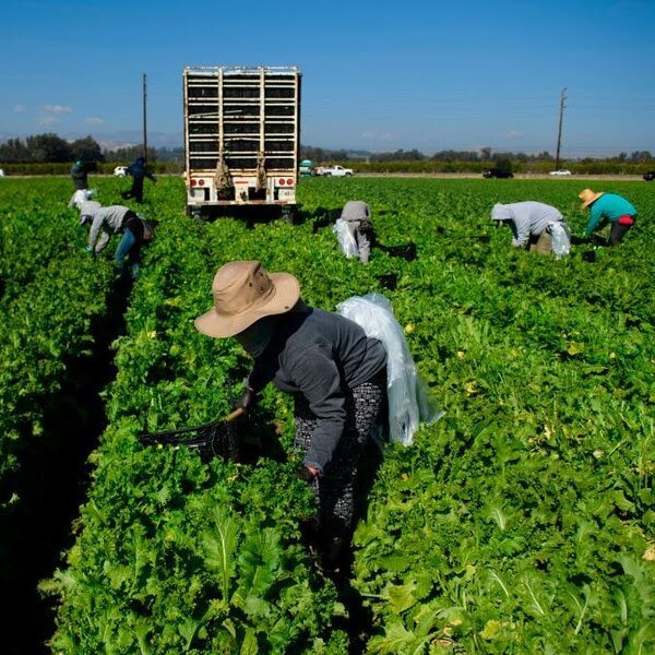 Supreme Court Hands Farmworkers Union A Major Loss