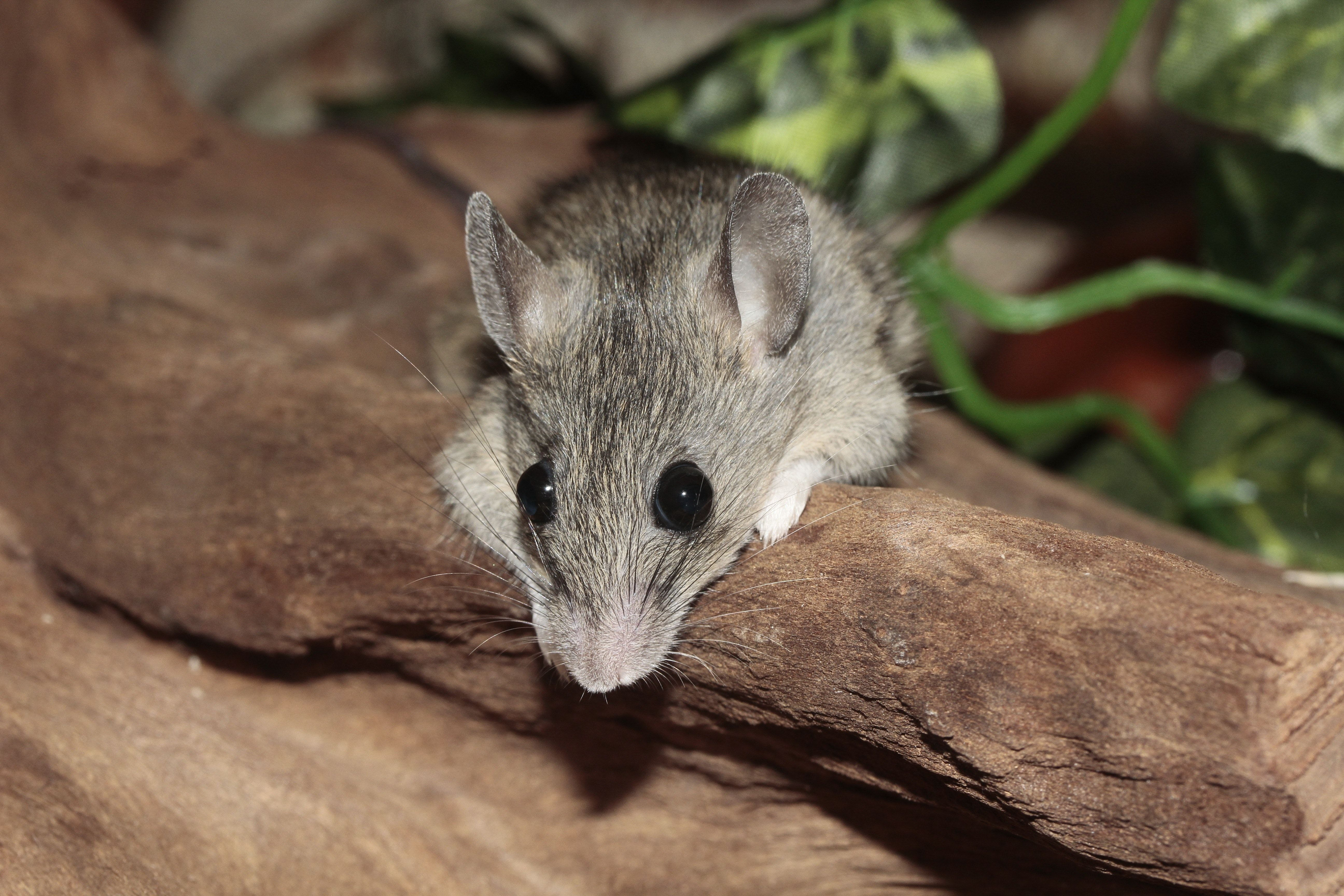A mouse can fit into a pointe pest control. How Fast Do Mice Multiply In Your Home Preventive Pest Control
