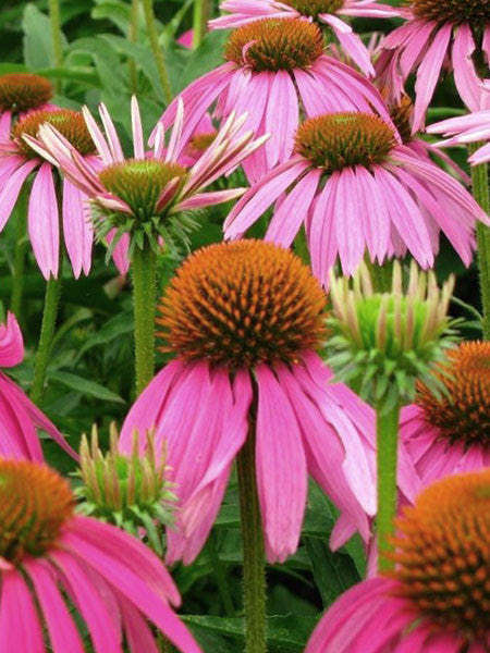 Find many great new & used options and get the best deals for echinacea purple coneflower seeds (f 26) at the best online prices at ebay! Echinacea Ruby Star Coneflower Calgary Plants