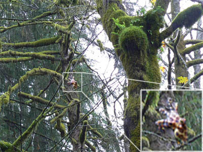 The octopus tree (also known as the council tree, the monstrosity tree, and the candelabra tree) is believed to be around 250 to 300 years old. An Endangered Cephalopod The Pacific Northwest Tree Octopus Ideonexus Com