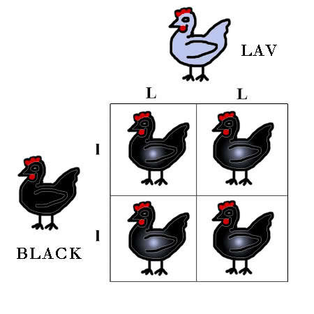 What Is A Punnett Square And Why Is It Useful In Genetics ...
