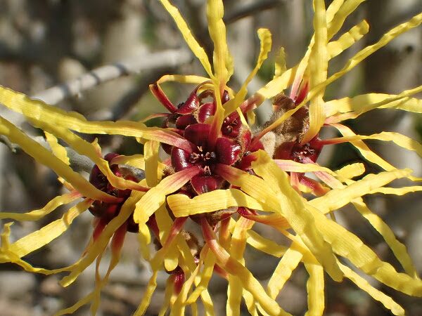 すべての花の画像 ベストマンサク 花 時期