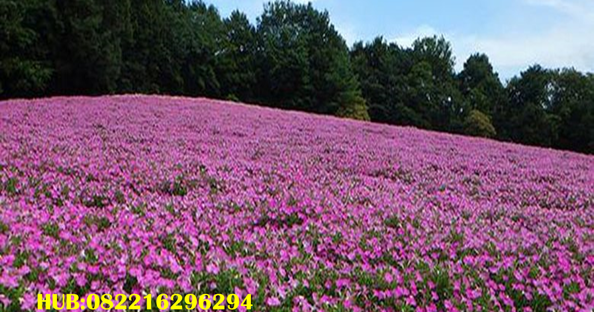 Wow 23+ Gambar Taman Bunga Bergerak - Gambar Bunga Indah