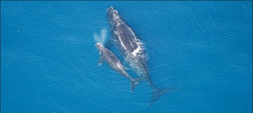 Right whale and calf