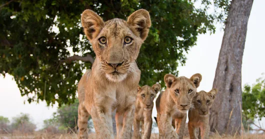 8 Reasons Zambia is perfect for your family safari - Africa Geographic