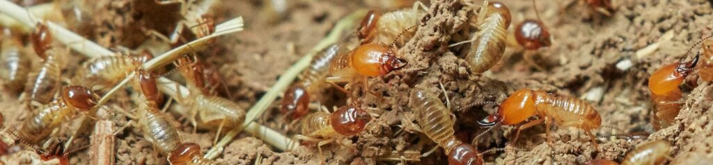 Louisiana pest control services include pests, termites, bats and rodents. Top 5 Signs Of Termite Activity Salvant Environmental Services Baton Rouge