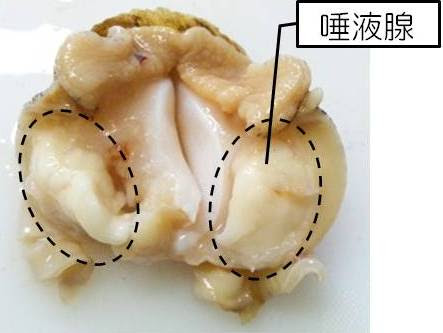 Hd限定バイ貝 唾液腺 食べた 最高の花の画像