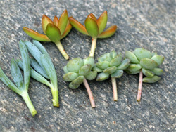 すべての美しい花の画像 ユニーク多肉 植物 植え 替え 土