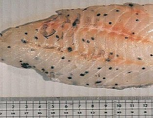 0以上 魚 黒い寄生虫 魚 黒い寄生虫