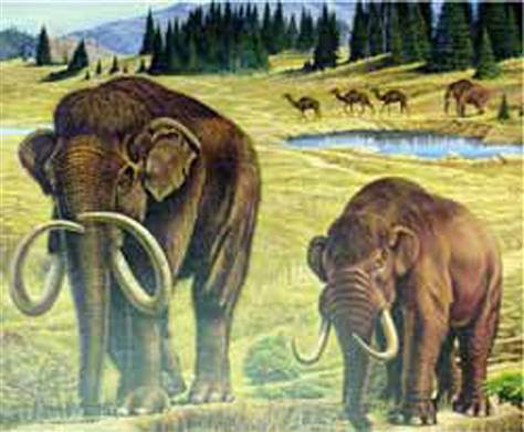 Dibujo Escena del Pleistoceno Mamut, Mastodonte con Camellos en el fondo