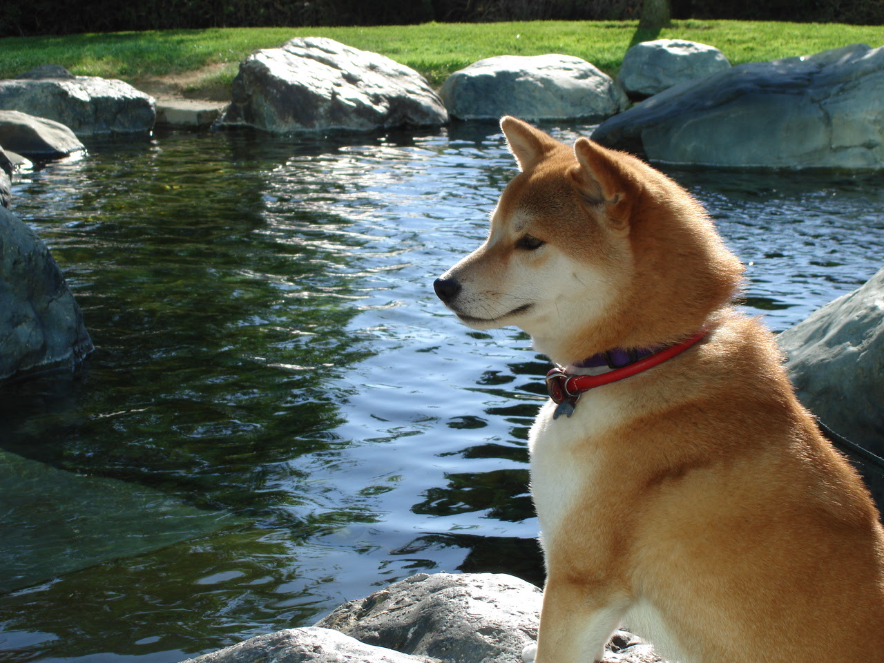 ユニーク柴犬 壁紙 Pc アニメ画像