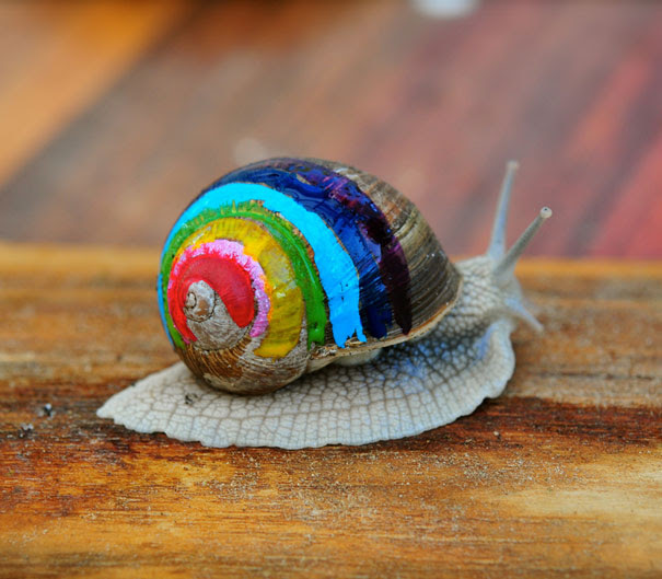 Caracol concha pintada1