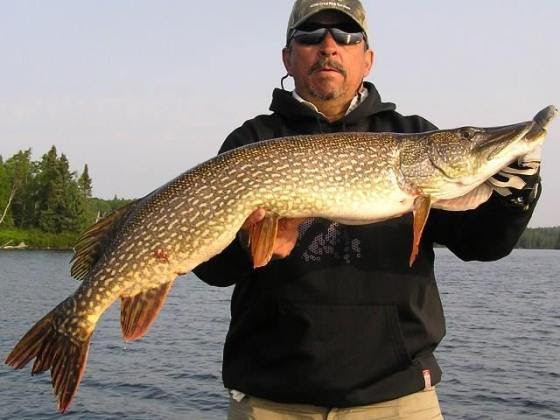 Wawang Lake northern pike (2)