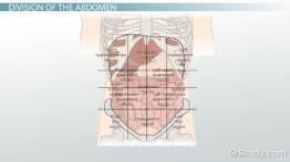 Structures contained in the four quadrants of the abdomen plus additional bonus classroom activity. The 4 Abdominal Quadrants Regions Organs Video Lesson Transcript Study Com