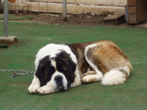 選択した画像 ハイジ 犬 ヨーゼフ ハイジ 犬 ヨーゼフ Imgapixjokilu