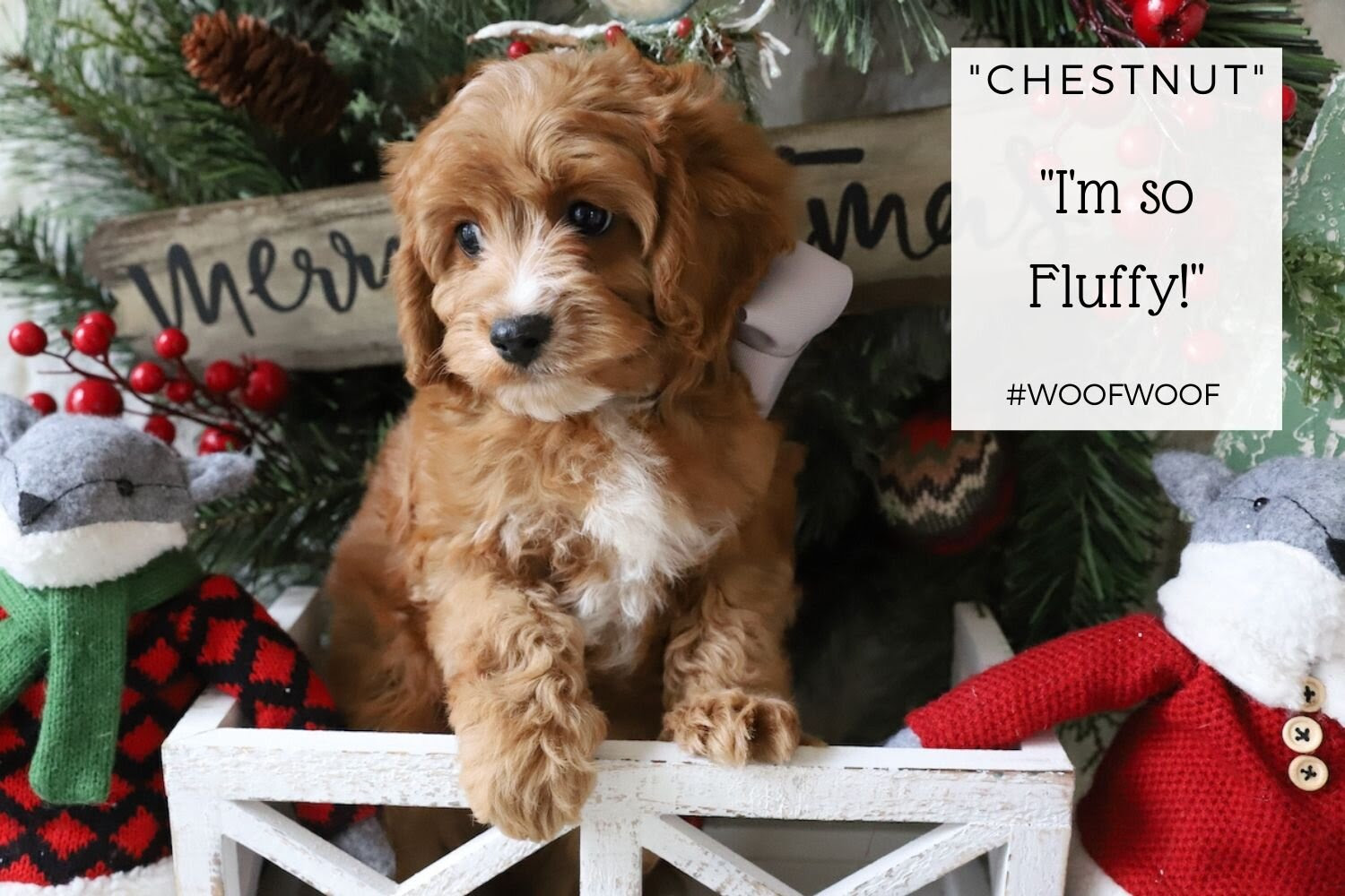 Cute cavapoo puppies for adoption looking for cute and healthy. Foxglove Farm Chestnut Sold To Henry Jack And Sawyer In Texas Texas Loves Our Puppies Foxglove Farm