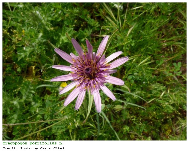 Tragopogon porrifolius L.