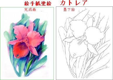 70以上 塗り絵 花 見本 230578-塗り絵 無料 花 見本付き - JADI BERKAH