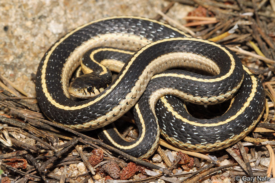 No usually garter snakes have heads the size of your thumb but if the was a garter snake that is bigger 4 thumbs then yes it could eat a chipmunk. Mountain Gartersnake Thamnophis Elegans Elegans