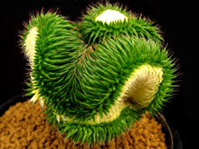 すべての美しい花の画像 ユニーク珍しい 多肉 植物 通販