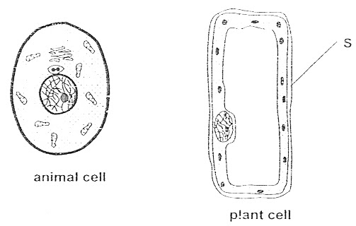 Animal cells do not have a cell wall. Free Animal Cell Cliparts Download Free Animal Cell Cliparts Png Images Free Cliparts On Clipart Library