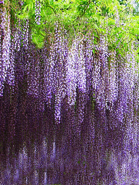 最高かつ最も包括的なフリー 藤 壁紙 最高の花の画像