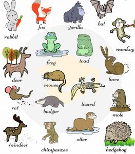 Gambar Hewan Dalam Bahasa Inggris - AR Production