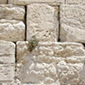 OU Tisha B'Av Webcast