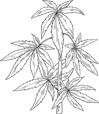 Use the save image menu to download the images above right after right click on the images. Marijuana Plant Coloring Page Free Printable Coloring Pages