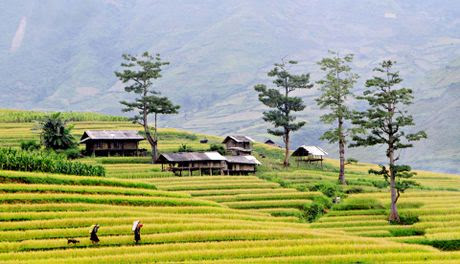 Thang 5 len Tay Bac ngam ruong bac thang - Anh 7