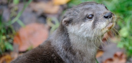 loutre cendrée