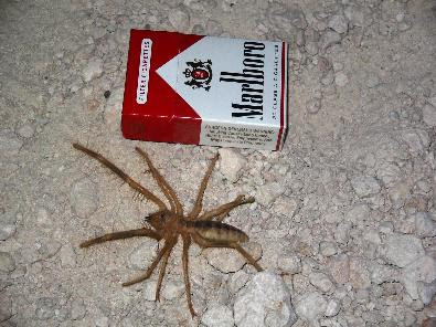 1.3 where do they live? Camel Spiders
