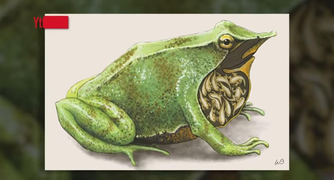 Gambar Hewan  Katak  Kata Kata