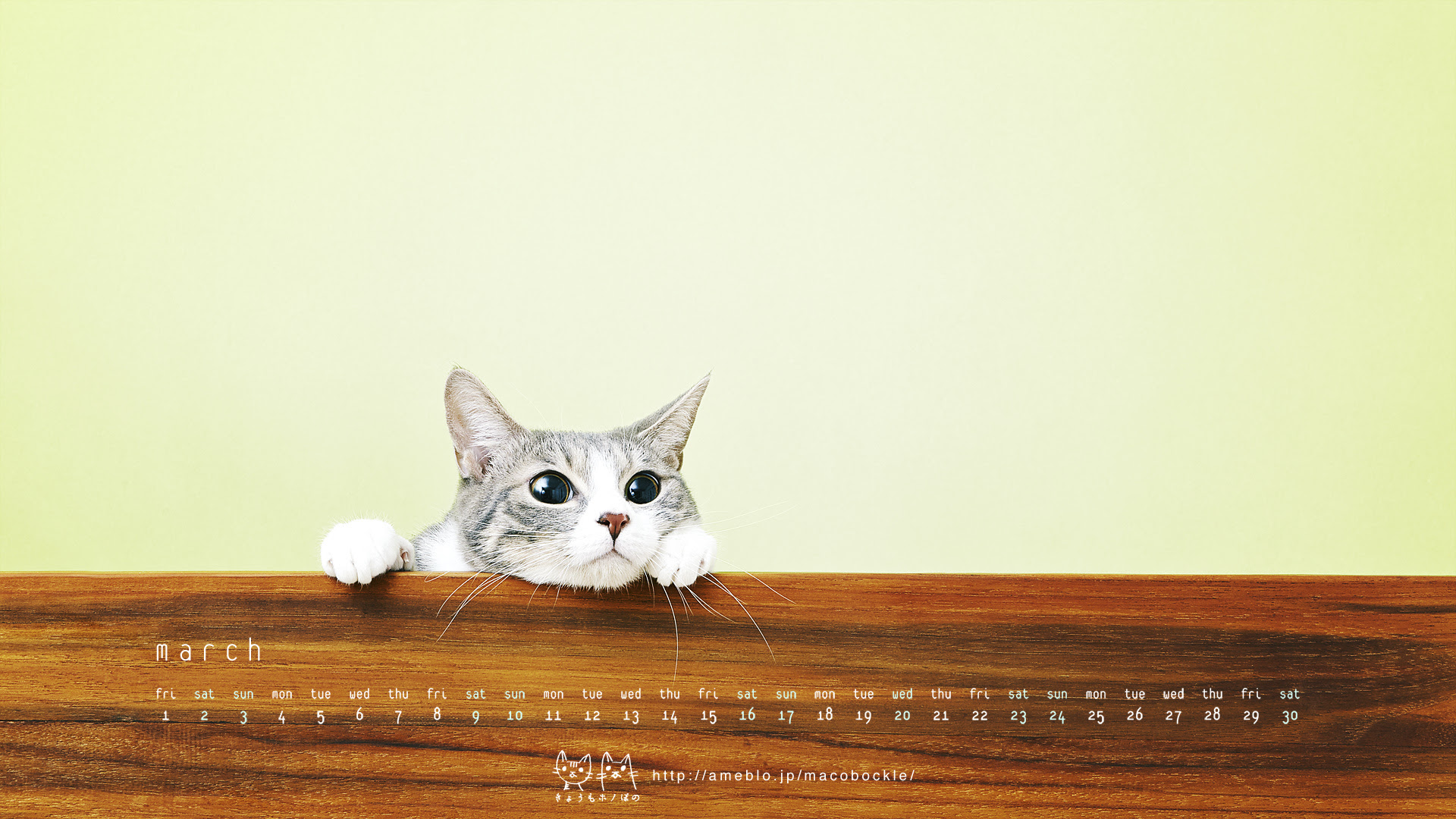 これまでで最高の壁紙 19x1080 猫 最高の花の画像