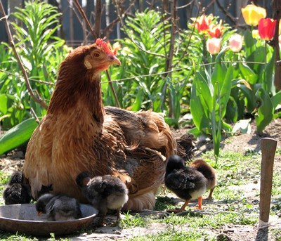 25 HQ Pictures How To Raise Chickens In Your Backyard - 8 Great Reasons You Should Raise Chickens In Your Backyard