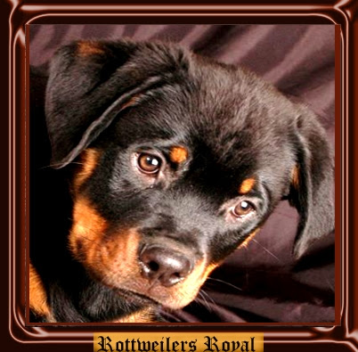 Allendale michigan pets and animals 700 $ view pictures Puppies For Sale Rottweilers Royal