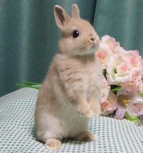 ユニークネザーランド ドワーフ うさぎ 小さい すべての動物画像