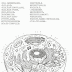 35 Animal Cell Coloring Worksheet