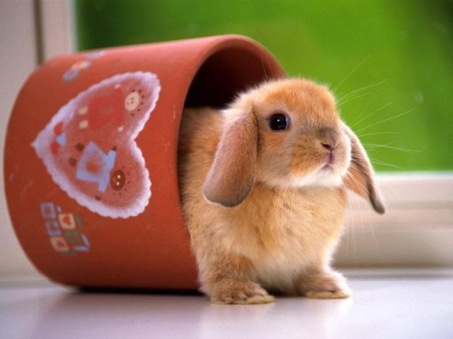 50 素晴らしい癒さ れる 可愛い 動物 すべての動物画像