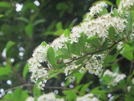 すべての花の画像 最新のhdピラカンサ トゲのある木