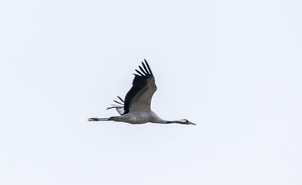 oiseau en 8 lettres