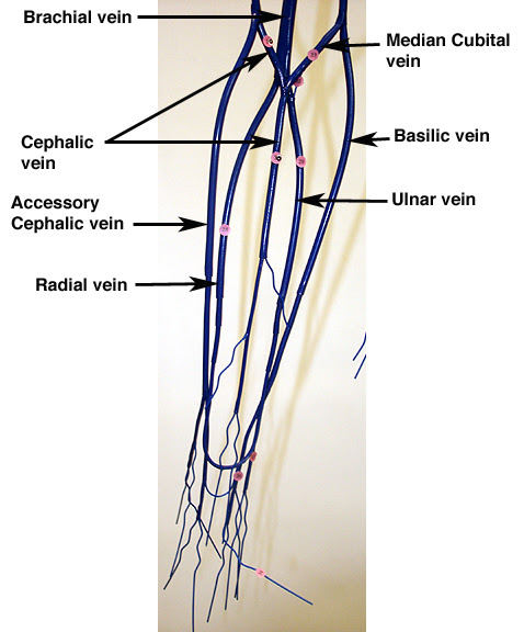 Label the blood vessels and parts of the nephron by selecting the letter for the correct structure from the key below. Wire Models