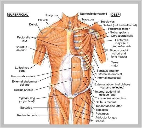 Its insertion is into the pronator tuberosity located about the center of lateral surface of body of radius. Anatomy System Human Body Anatomy Diagram And Chart Images Human Body Anatomy Diagrams