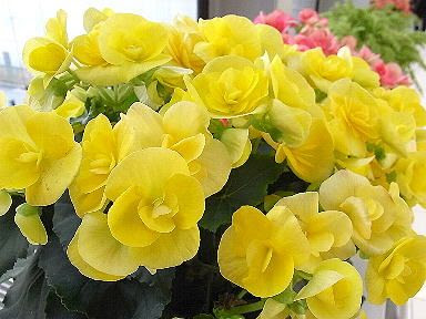 美しい花の画像 ベスト50 リーガー ス ベゴニア 花 言葉