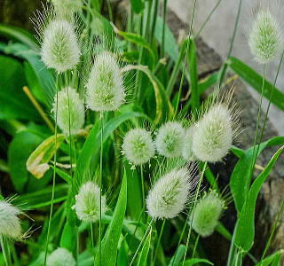 √無料でダウンロード！ ラグラス 花言葉 255615-ラグラス 花言葉