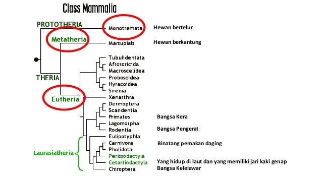 Contoh Hewan  Mamalia Pemakan Daging Dan  Tumbuhan Surat FF