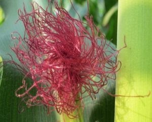 Paling Keren 30 Gambar  Bunga  Jantan  Jagung Koleksi Bunga  HD