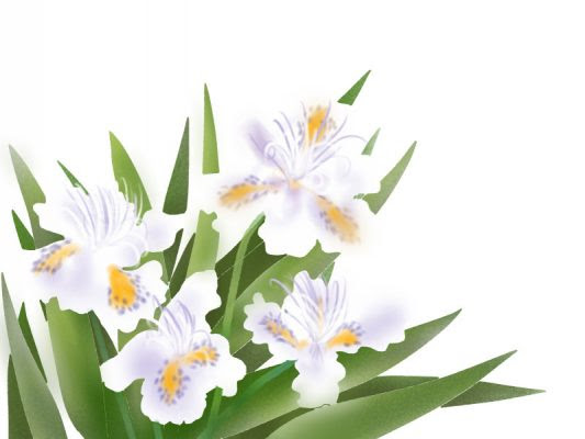 すべての美しい花の画像 エレガント可愛い 花 名前 英語